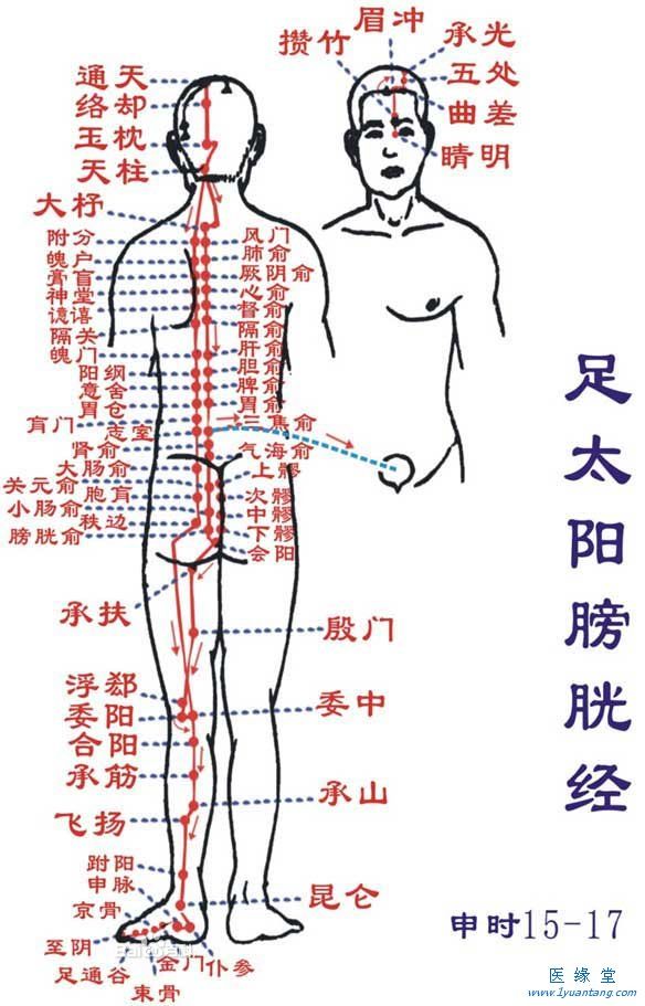 如何利用足太陽膀胱經“生命哈密瓜牛奶果冻视频APP”提精神，增加健康指數